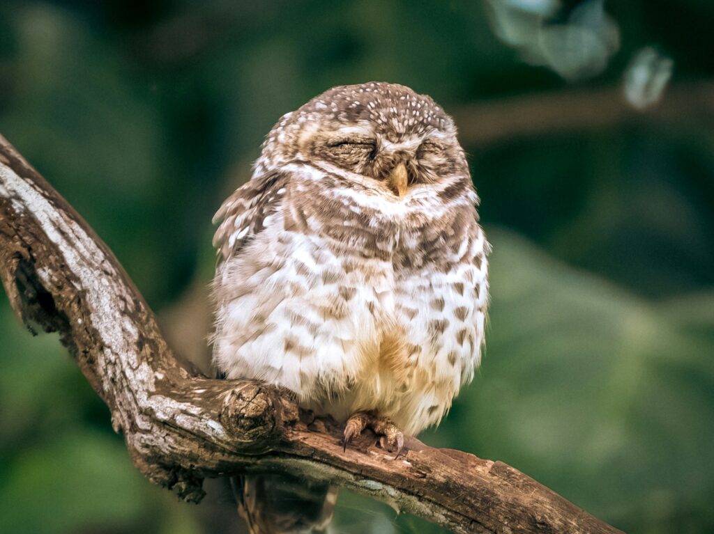 An owl
